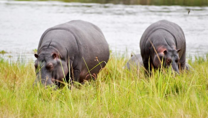 Hippopotames